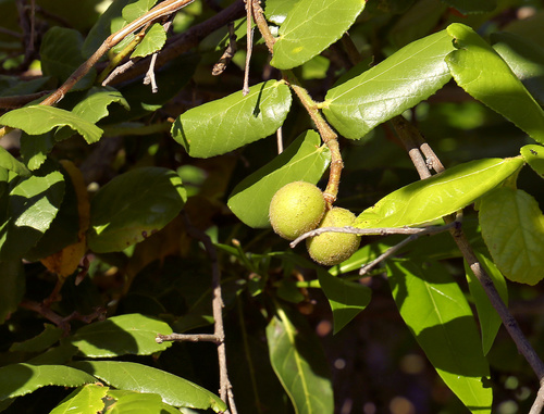 Image of Grewia hexamita by (c) Wynand Uys, some rights reserved (CC BY)