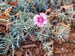 Dianthus gratianopolitanus