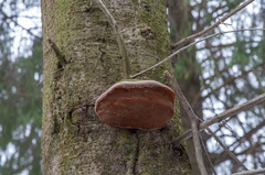 Fomitiporia hartigii