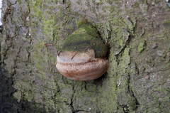 Fomitiporia hartigii