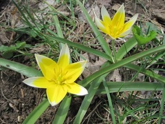 Tulipa urumiensis