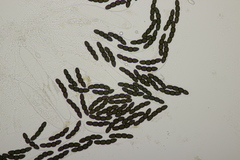 Sporormiella grandispora