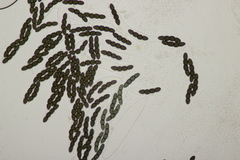 Sporormiella grandispora