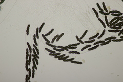 Sporormiella grandispora