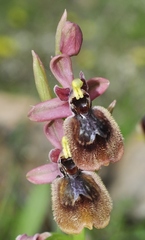 Ophrys × heraultii