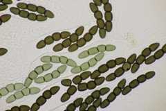Sporormiella grandispora