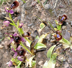 Ophrys × heraultii