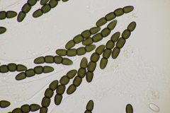 Sporormiella grandispora