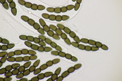 Sporormiella grandispora