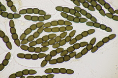Sporormiella grandispora