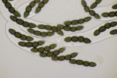 Sporormiella grandispora