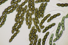 Sporormiella grandispora