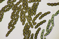 Sporormiella grandispora