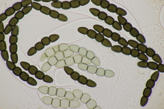 Sporormiella grandispora