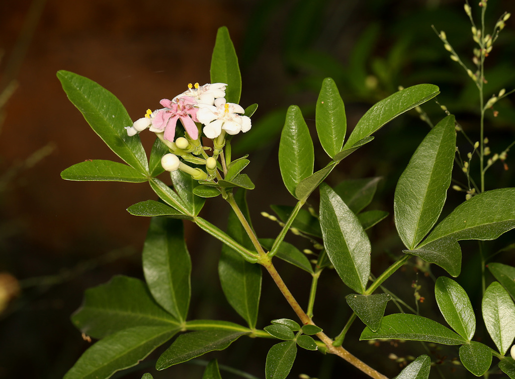 Wing-Leaved Wooden-Pea