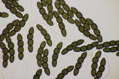 Sporormiella grandispora