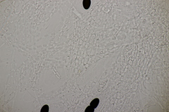 Sporormiella grandispora