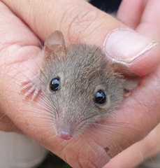 Antechinus stuartii