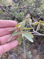 Quercus toumeyi