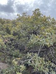 Quercus toumeyi