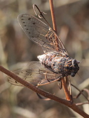 Cicada barbara
