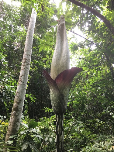 Giant voodoo lily (Amorphophallus gigas)