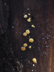 Trichoderma aureoviride