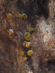 Trichoderma aureoviride