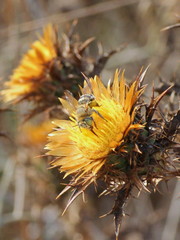 Anthophora bimaculata