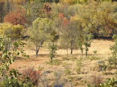 Acer monspessulanum