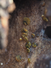 Trichoderma aureoviride