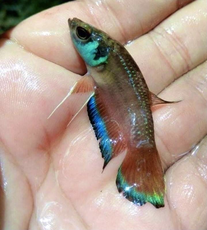 Banded betta (Betta taeniata) — Osphronemidae