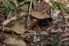 Hemipepsis tamisieri