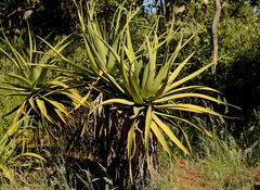 Aloe spicata