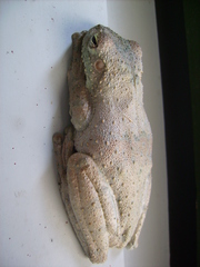 Itapotihyla langsdorffii