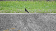 Acridotheres cristatellus formosanus