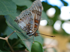 Junonia sophia