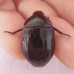 Coleoptera