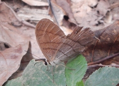 Pierella lamia chalybaea