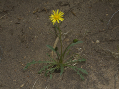 Taraxacum macilentum