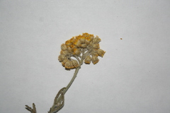 Achillea leptophylla