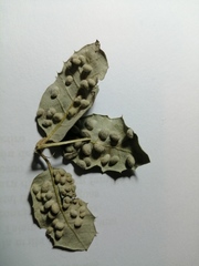 Dryomyia lichtensteinii