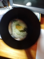 Dryomyia lichtensteinii