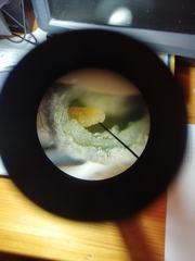 Dryomyia lichtensteinii