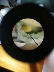 Dryomyia lichtensteinii