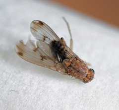 Suillia variegata