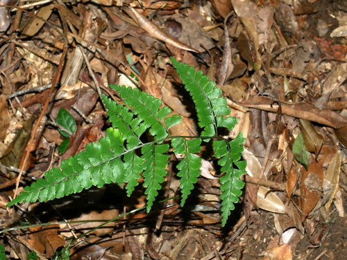Lindsaea bonii (Lindsaea bonii)