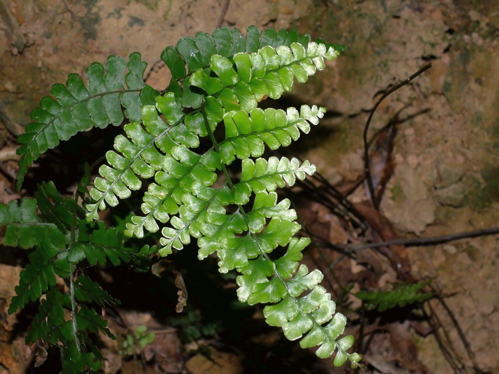 Lindsaea bonii (Lindsaea bonii)