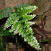 Lindsaea bonii - Photo (c) Jacy Chen,  זכויות יוצרים חלקיות (CC BY), הועלה על ידי Jacy Chen