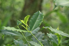 Ardisia cornudentata